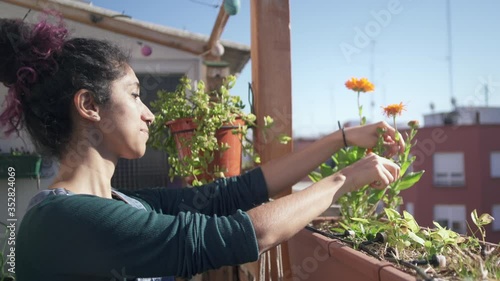 Woman cutting flowers in garden with scissors in the city