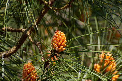 Pine tree with young cones in spring