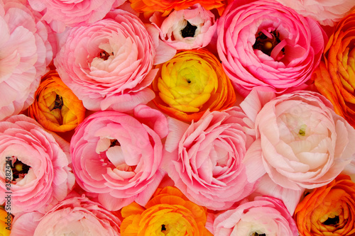 Macro shot of beautiful bouquet of pink, yellow & orange ranunculus flowers with visible petal texture . Close up composition with bright patterns of flower buds. Top view, isolated, copy space.