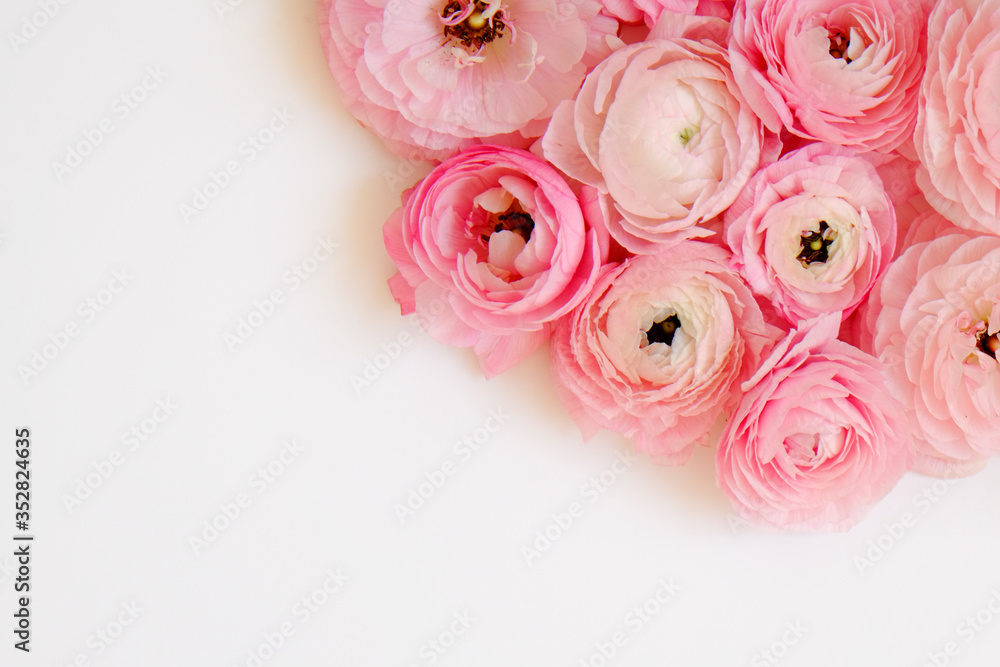Studio shot of beautiful bouquet of pale pink ranunculus flowers with visible petal texture. Close up composition with bright patterns of flower buds. Top view, isolated, copy space. Studio shot of beautiful bouquet of pale pink ranunculus flowers with visible petal texture. Close up composition with bright patterns of flower buds. Top view, isolated, copy space.