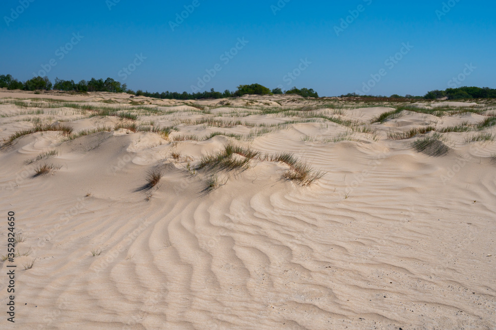 Desert nature landscapes in national park De Loonse en Drunense Duinen, North Brabant, Netherlands Desert nature landscapes in national park De Loonse en Drunense Duinen, North Brabant, Netherlands