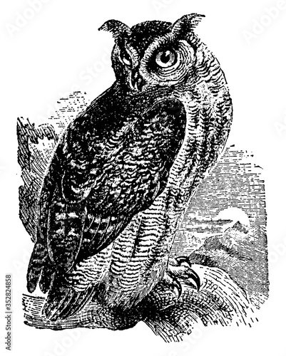 Great Horned Owl, vintage illustration.