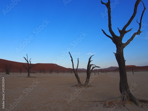 Dead camelthorn trees in the scorched desert of Deadvlei and blue sky, Namibia