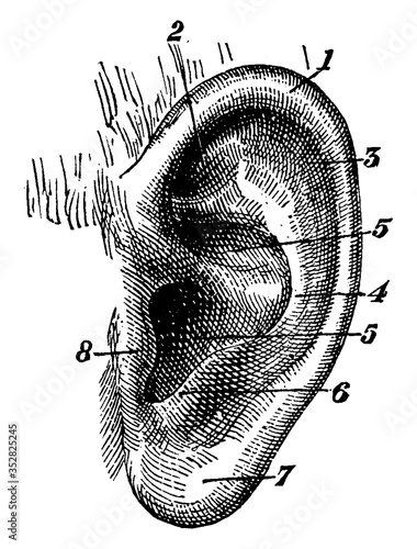 External Ear, vintage illustration.