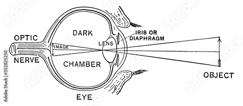 Diagram of the Eye, vintage illustration.
