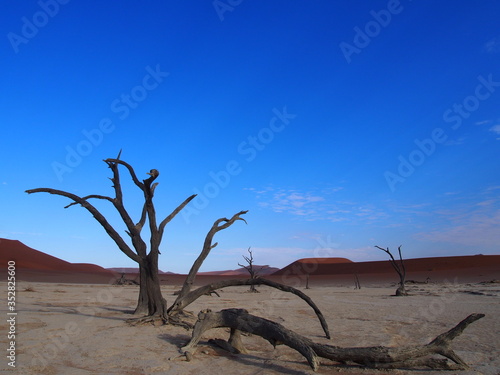 The skeleton trees in the scorched desert of Deadvlei and blue sky, Namibia