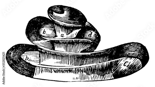 Snail Shaped Tube in the Ear, vintage illustration.