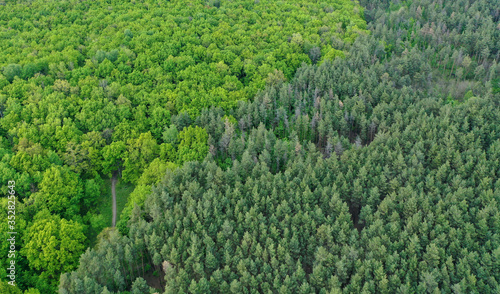 Aerial view of the contact line of coniferous forest and deciduous forest in spring © pridannikov