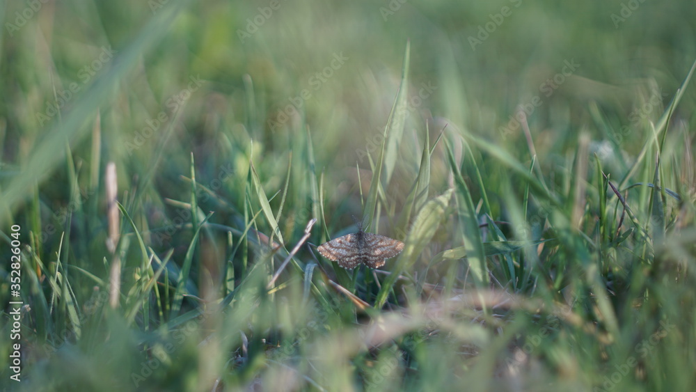 beautiful blue butterfly on a green meadow, selective focus image