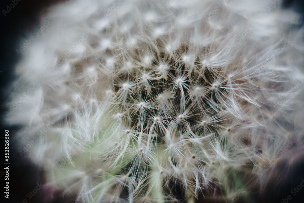 macro photo of white dandelion fluffs macro photo of white dandelion fluffs