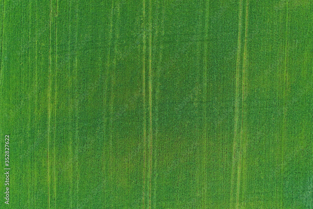 Fototapeta premium Aerial view of the texture of a young green field in spring