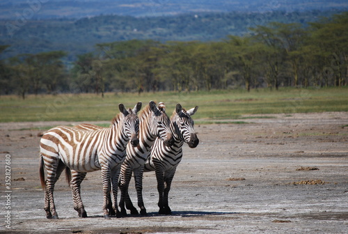 Three zebras at Kilimanjaro National Park