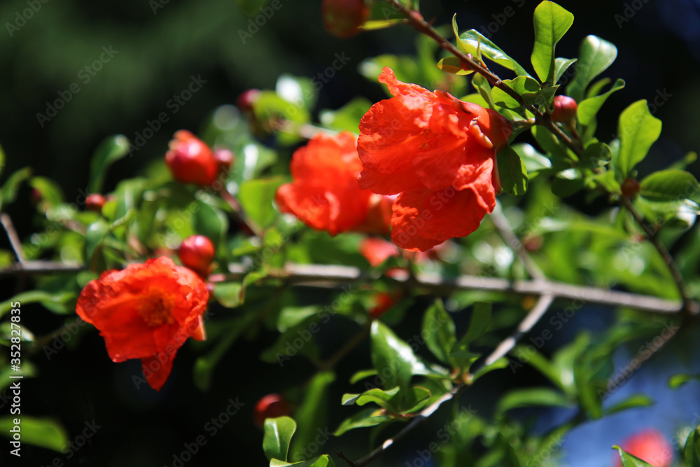 Melograno, primo piano di fiori rosso fuoco e boccioli appena sbocciati