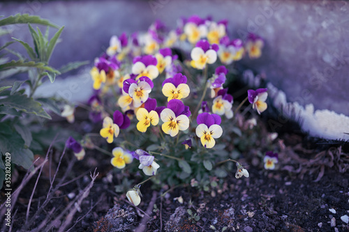 Colourful blooming flowers in outdoors pot photo