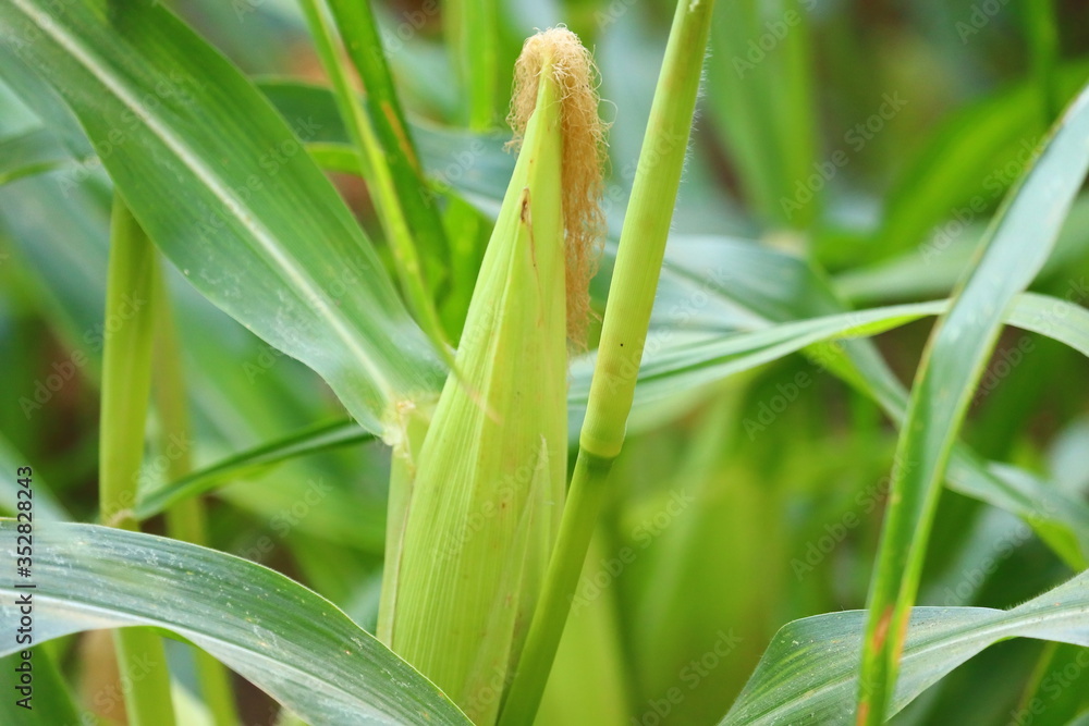 young corn grows on green plant, organic maize field young corn grows on green plant, organic maize field