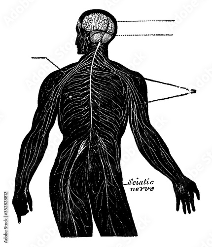 Nervous System, vintage illustration.
