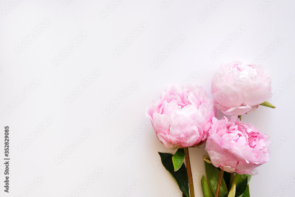 Studio shot of beautiful peony flowers over textured background with a lot of copy space for text. Feminine floral composition. Close up, top view, backdrop, flat lay. Studio shot of beautiful peony flowers over textured background with a lot of copy space for text. Feminine floral composition. Close up, top view, backdrop, flat lay.