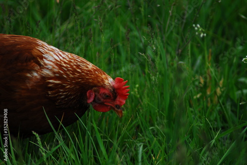 One brown chicken on a green pasture photo