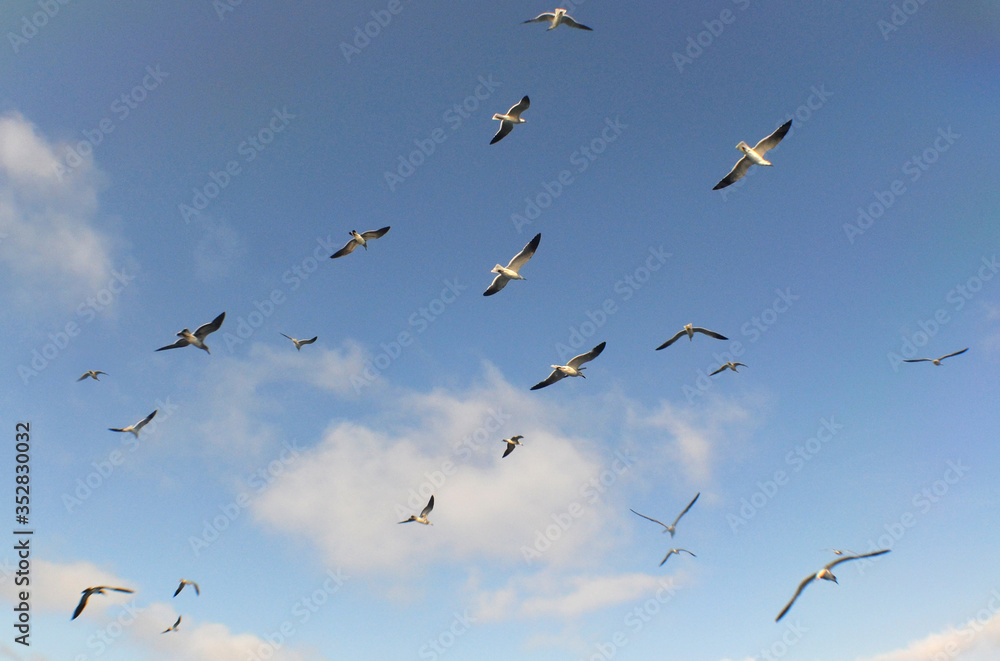 birds sea sky beach Isla Larga Venezuela birds sea sky beach Isla Larga Venezuela