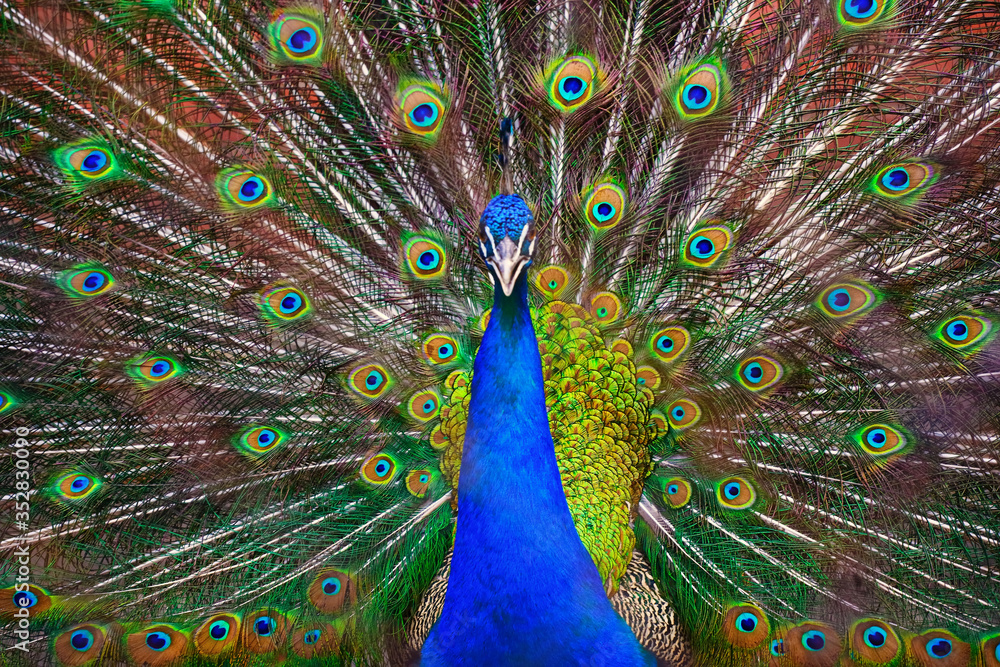 Fototapeta premium A beautiful male peacock fluffed a colorful multicolored tail. Mating dance of a bird or courtship of a female