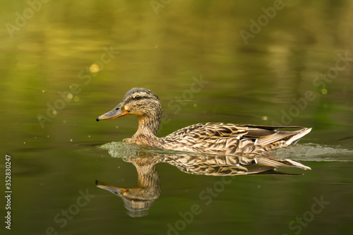 Waterfowl bird of mallard or river duck on the lake