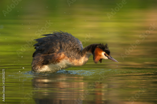 Waterfowl bird of great crested grebe on the lake photo