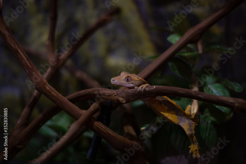 Ciliated banana-eating Gecko on a branch