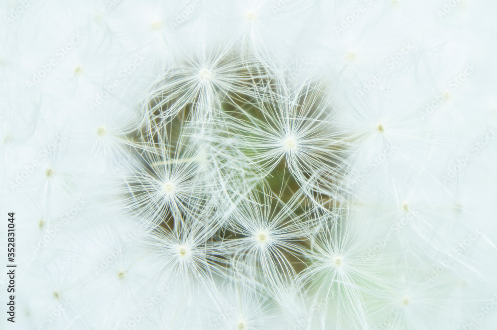 White dandelion with seeds close-up. Macro photography