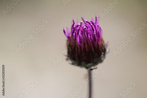 in the mountains there is a Thistle plant where ants crawl photo