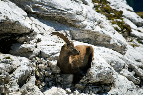 Ibex in Julian Alps, Slovenia