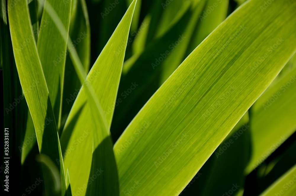 beautiful green floral background. close up and detail of young fresh leaves of iris flowers. structure and silhouette of green leaves with shadows. copy space beautiful green floral background. close up and detail of young fresh leaves of iris flowers. structure and silhouette of green leaves with shadows. copy space