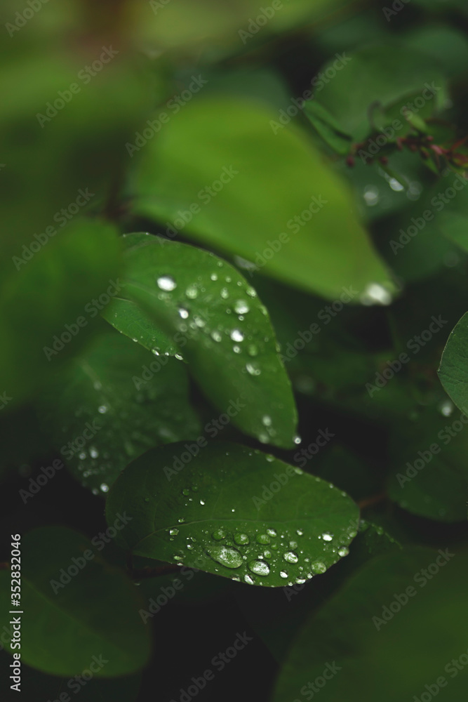 Drops on green leaves after the rain. Drops on green leaves after the rain.