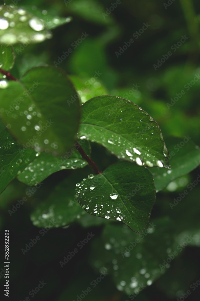 Drops on green leaves after the rain. Drops on green leaves after the rain.