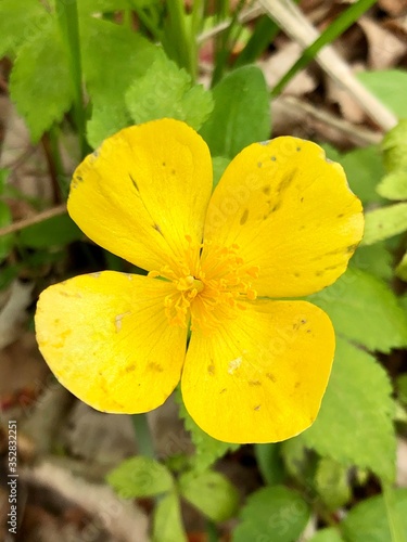 yellow flower