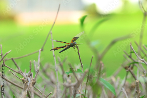 dragonfly on grass