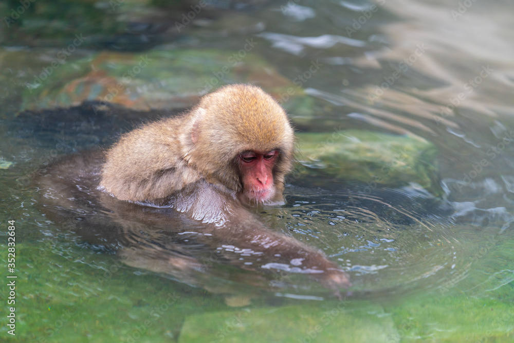 Fototapeta premium 猿物語(地獄谷野猿公苑)露天風呂 長野県 日本