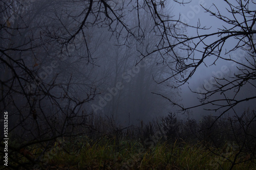 Dark forest trees in the misty night
