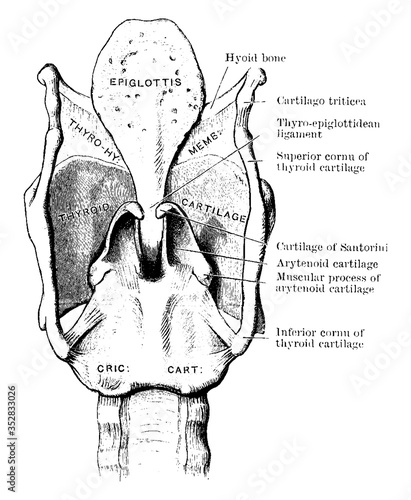 Cartilages and Ligaments of Larynx , vintage illustration.