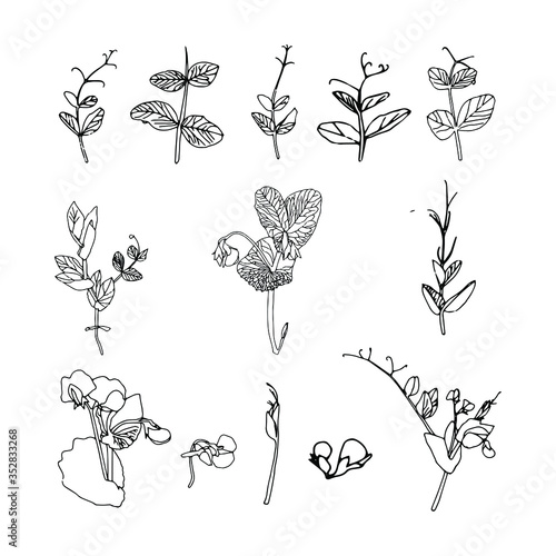 Large set of pea plant vector outline isolated object on white background for design print on paper and fabric.