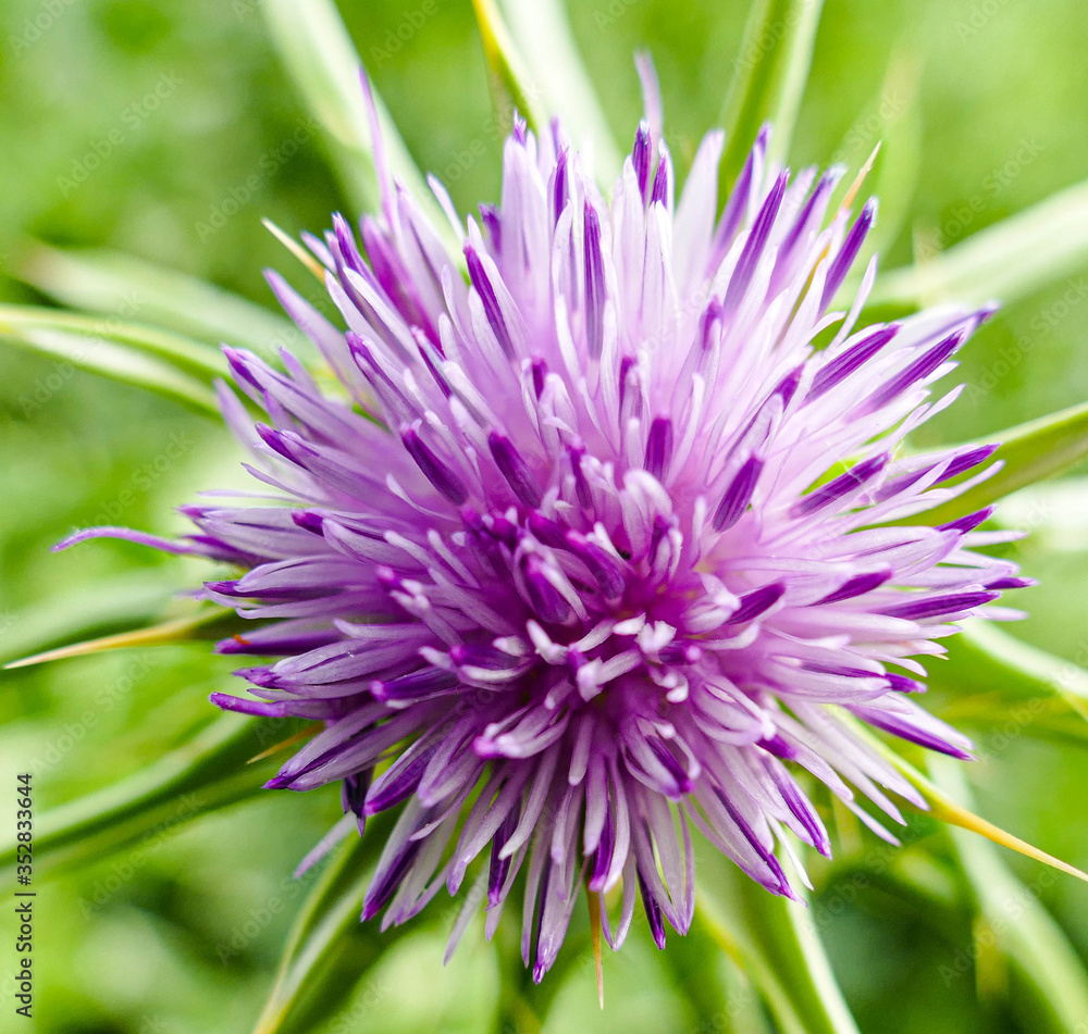 close up of a flower