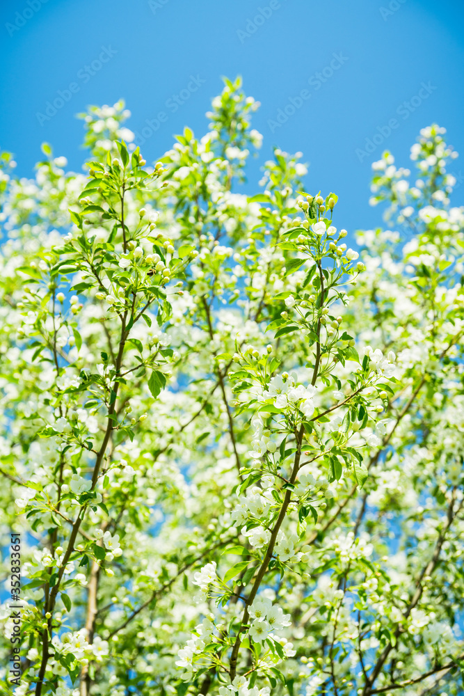 Blooming apple tree in the garden. Selective focus. Blooming apple tree in the garden. Selective focus.