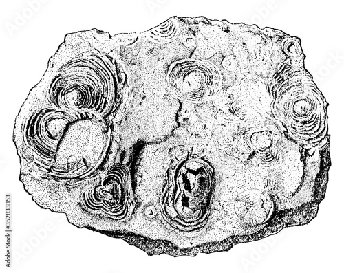 Lithophysa, vintage illustration.