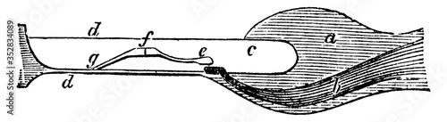 Auditory Nerve, vintage illustration.