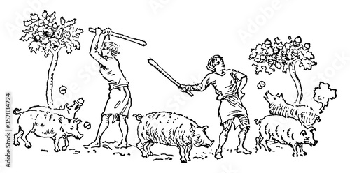 Feeding Pigs, vintage illustration.
