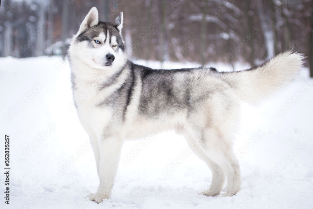 Winking Husky in the winter on the snow