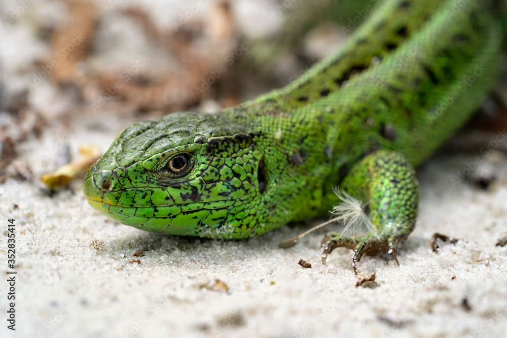 The sand lizard (Lacerta agilis. Male lizard close-up. The sand lizard (Lacerta agilis. Male lizard close-up.