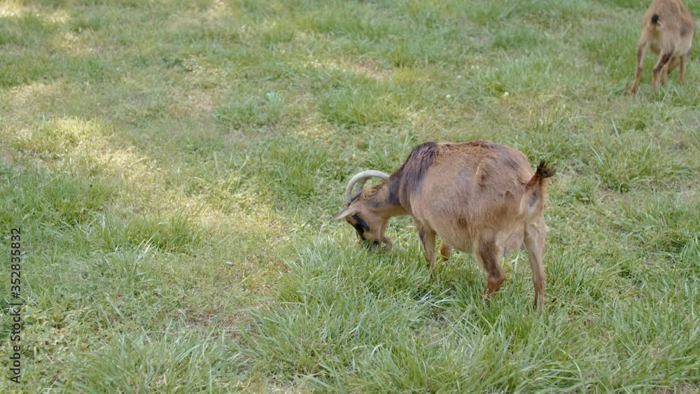 goats eating grass medium shot goats eating grass medium shot