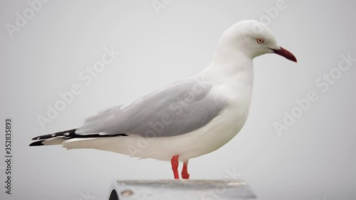 Wallpaper Mural SLOW MOTION Seagull Perched Outdoors On A Grey Foggy Day, Then Takes Flight Torontodigital.ca