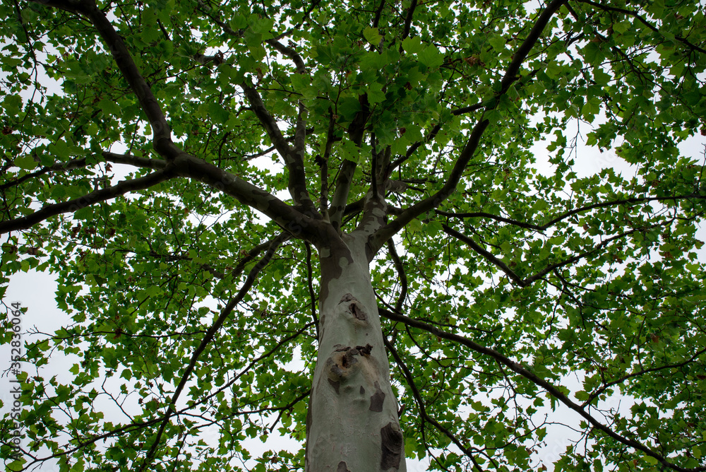 Fototapeta premium tree in the park