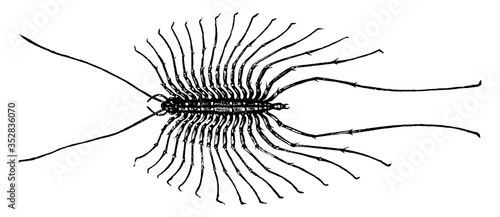 Centipede, vintage illustration.